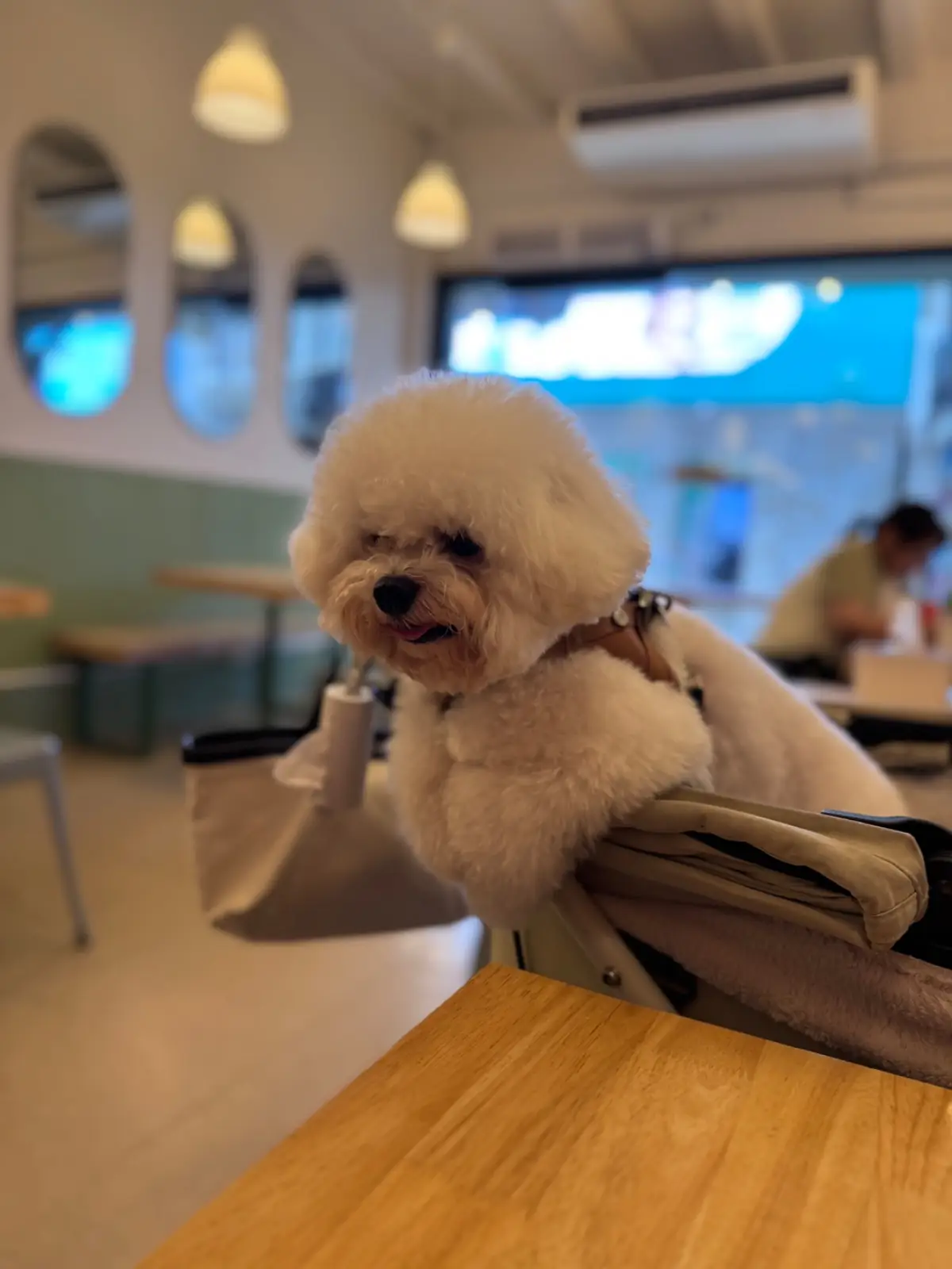 ต้นโอ๊ก pets image 4