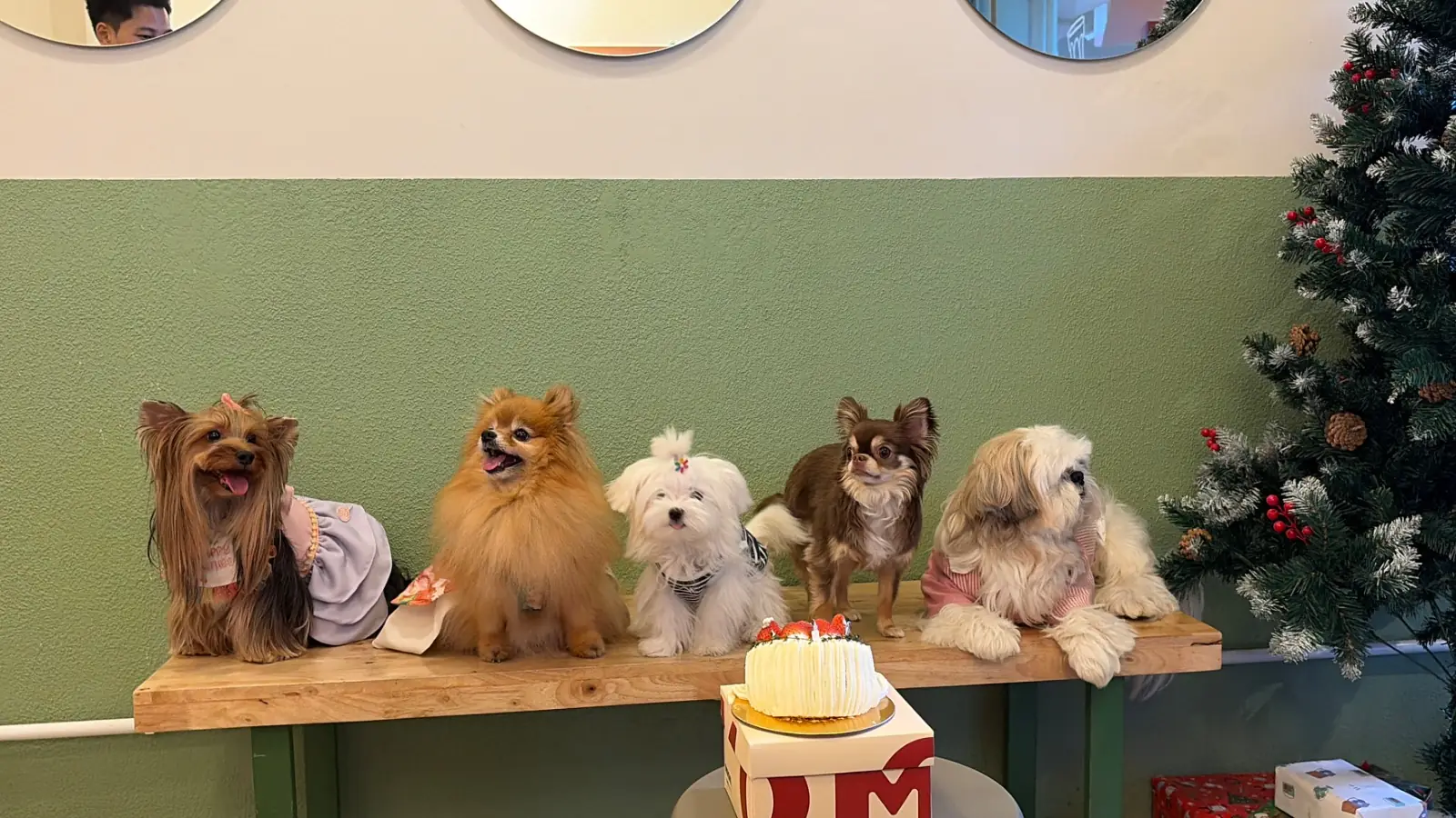 ต้นโอ๊ก pets image 1