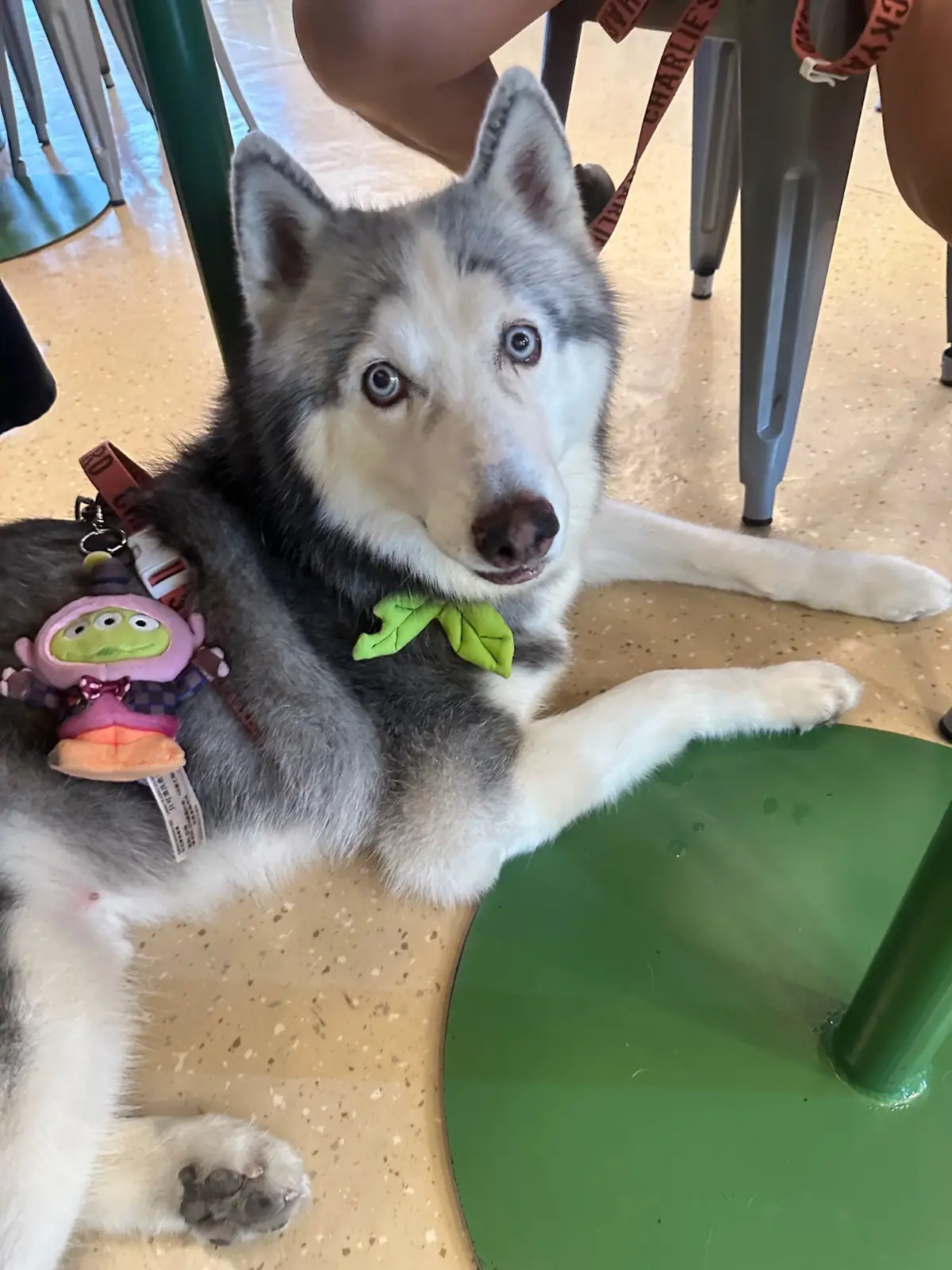 ต้นโอ๊ก pets image 13