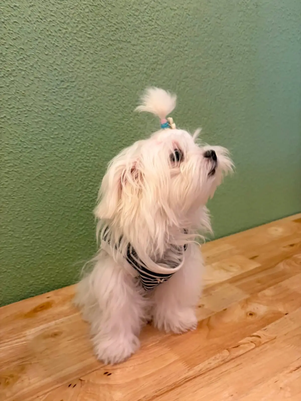ต้นโอ๊ก pets image 14