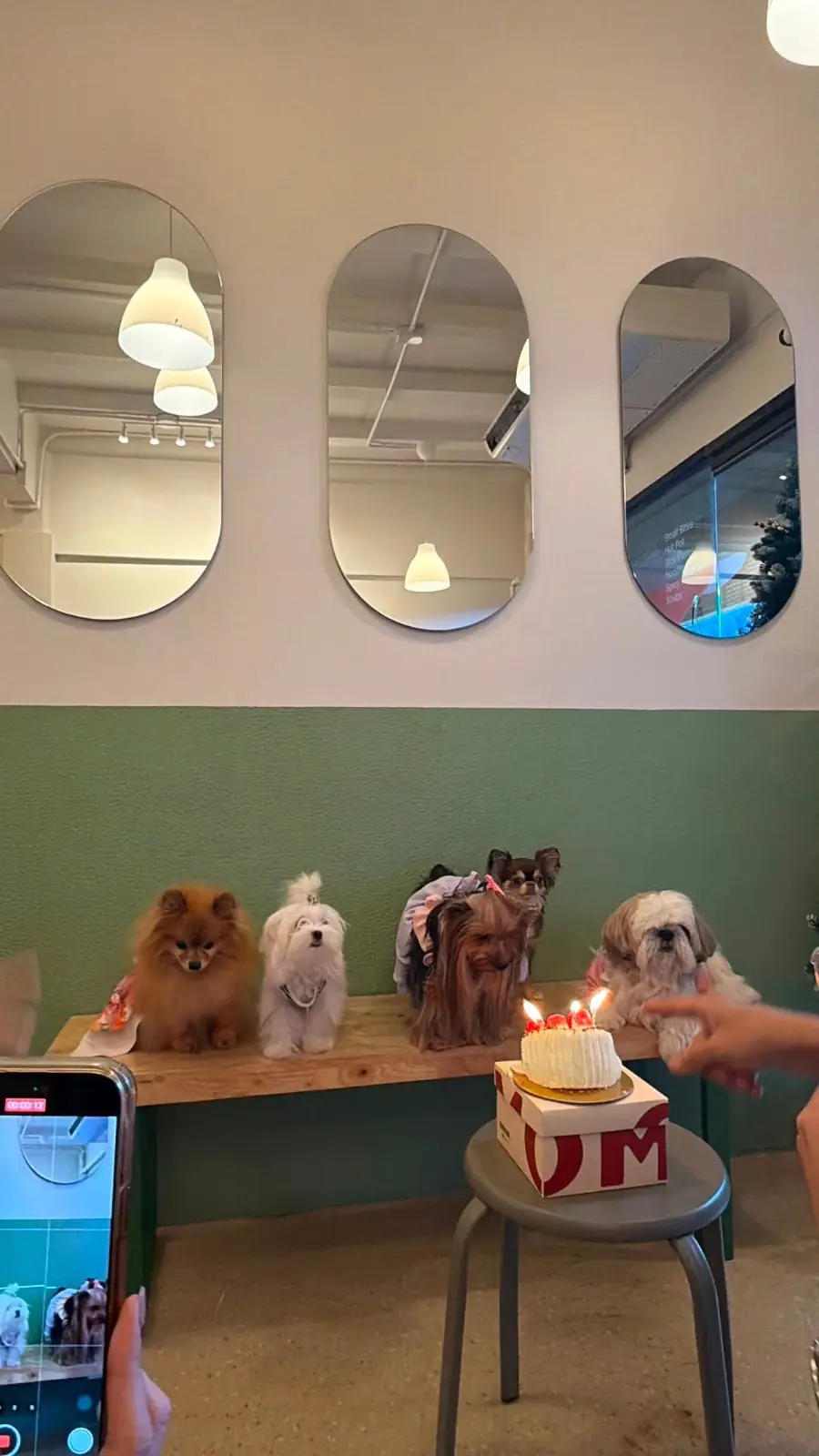 ต้นโอ๊ก pets image 16