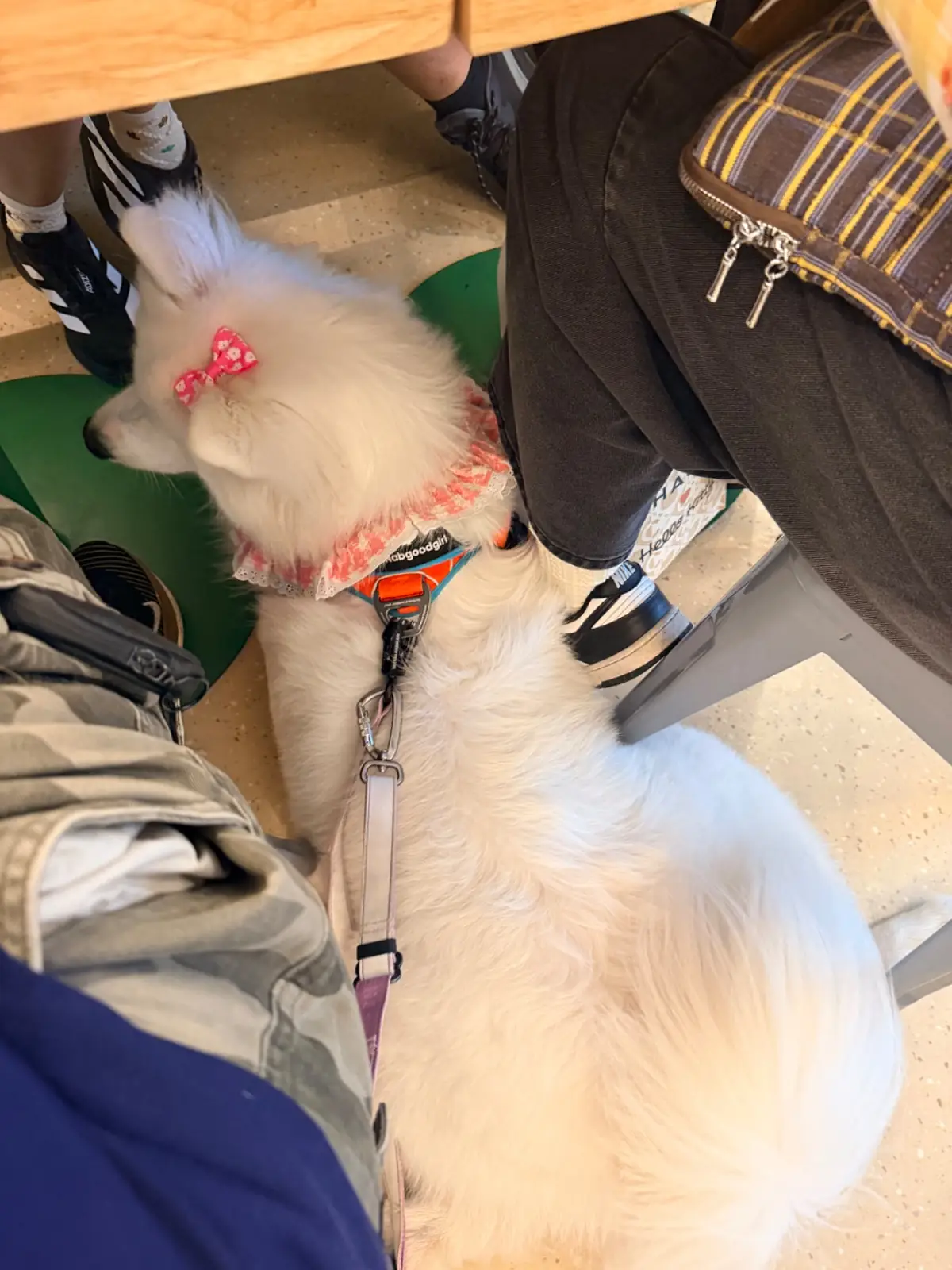 ต้นโอ๊ก pets image 23