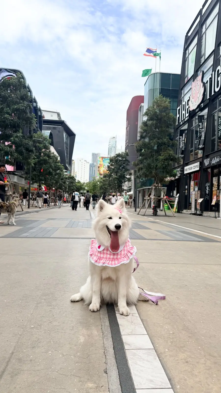 ต้นโอ๊ก pets image 25