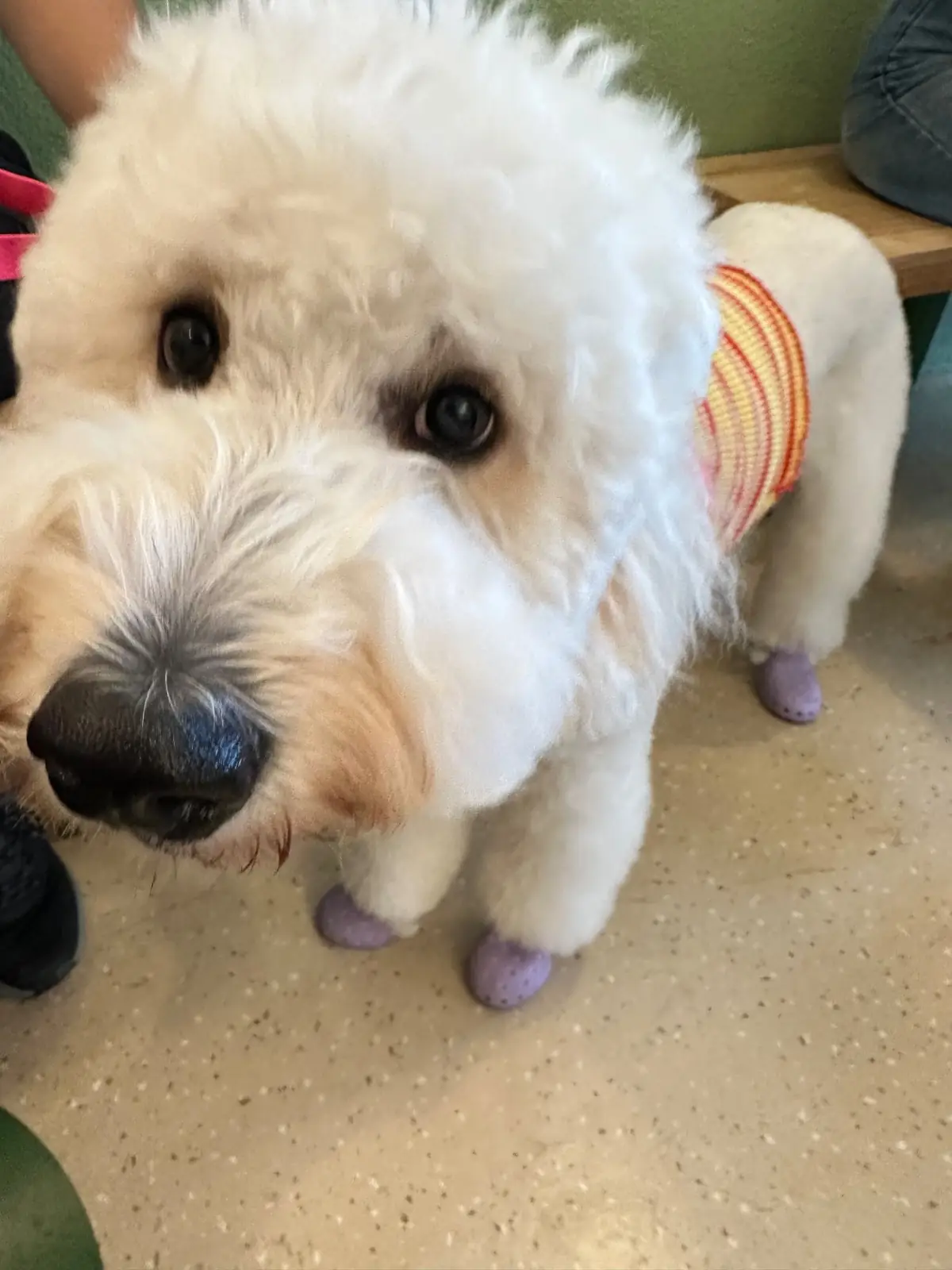 ต้นโอ๊ก pets image 19