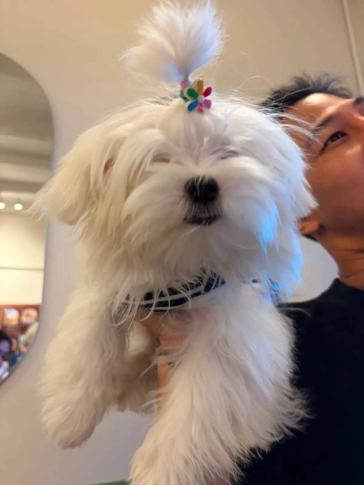 ต้นโอ๊ก pets image 17