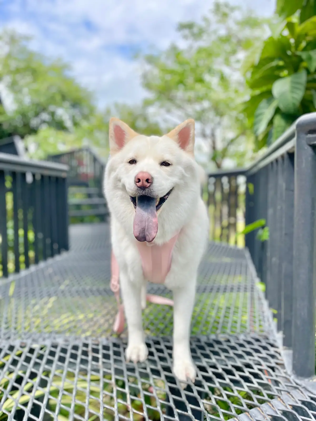 361 THREE SIX ONE pets image 2