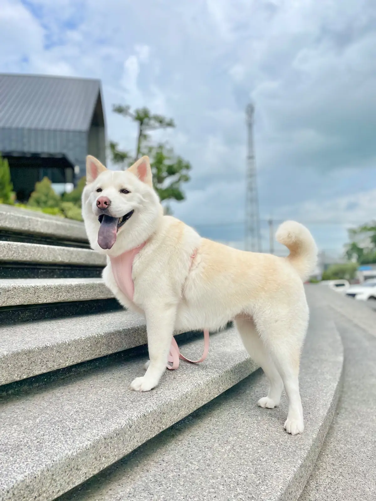 361 THREE SIX ONE pets image 1