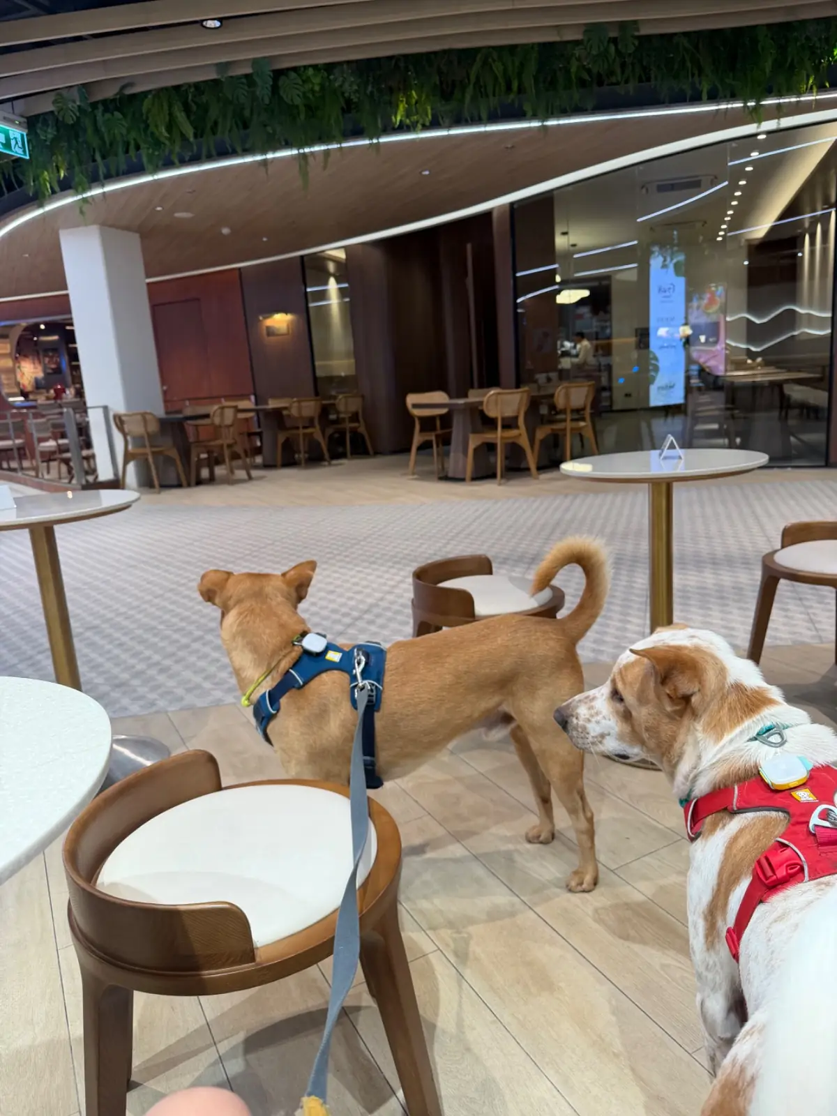 CHICHA San Chen - Velaa Sindhorn Village Langsuan pets image 1