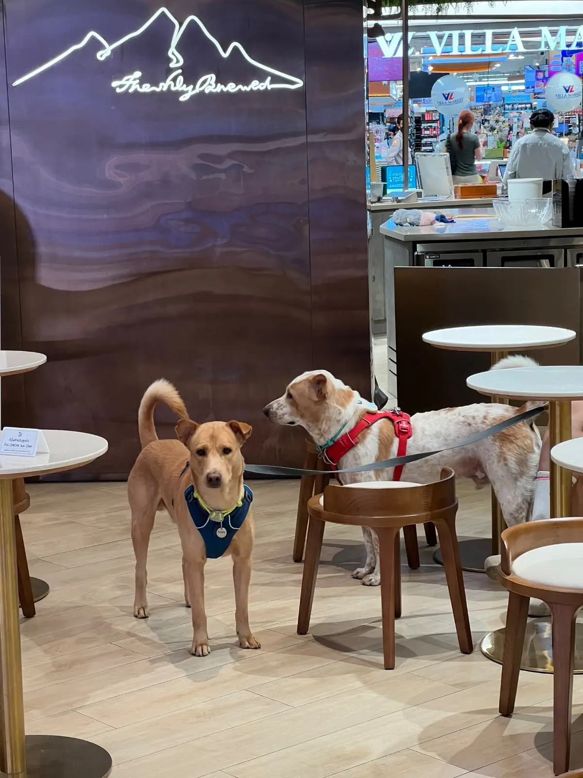 CHICHA San Chen - Velaa Sindhorn Village Langsuan pets image 2