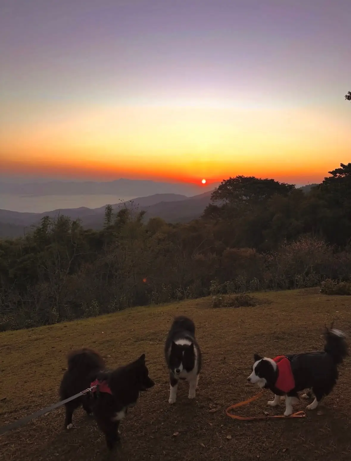 ลานกางเต็นท์ สันป่าเกี๊ยะ pets image 2