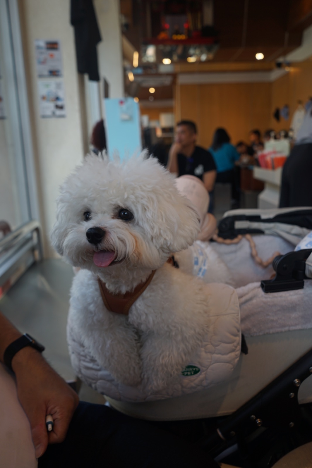 Sunset Coffee Roaster - Talat Noi pets image 3