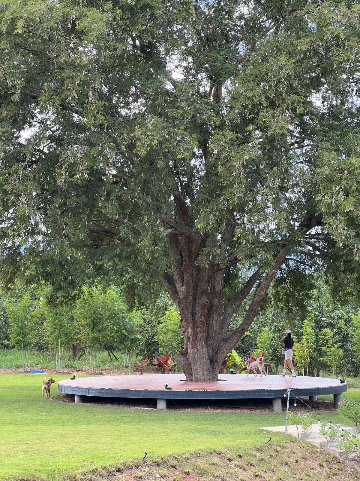 นนน คาเฟ่ overall image 5