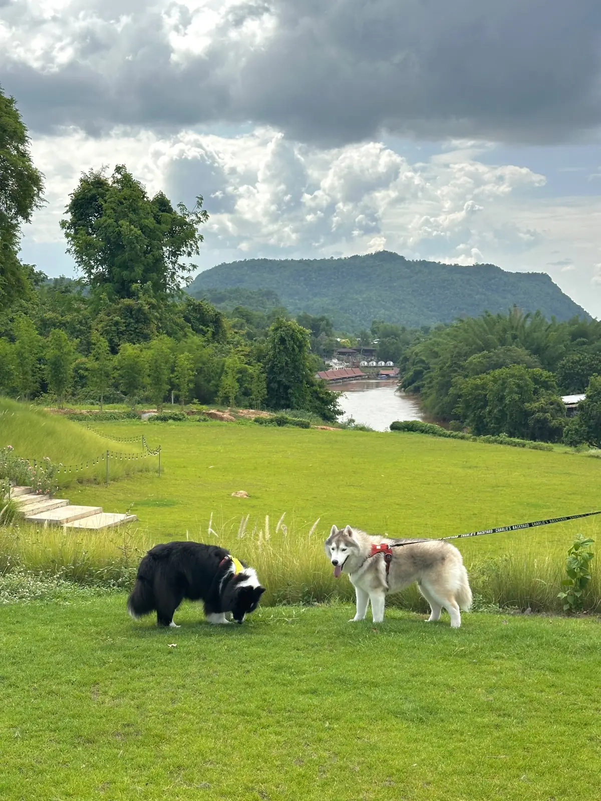 นนน คาเฟ่ pets image 5