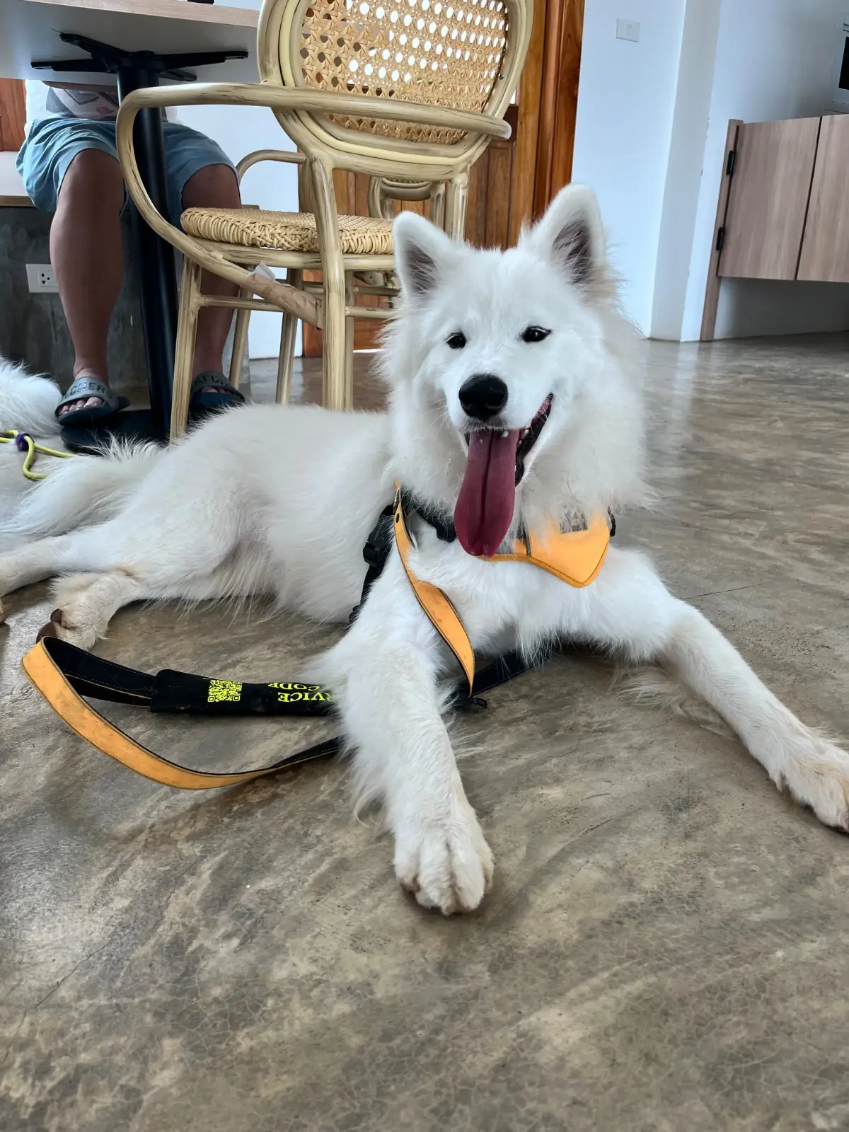 นนน คาเฟ่ pets image 3