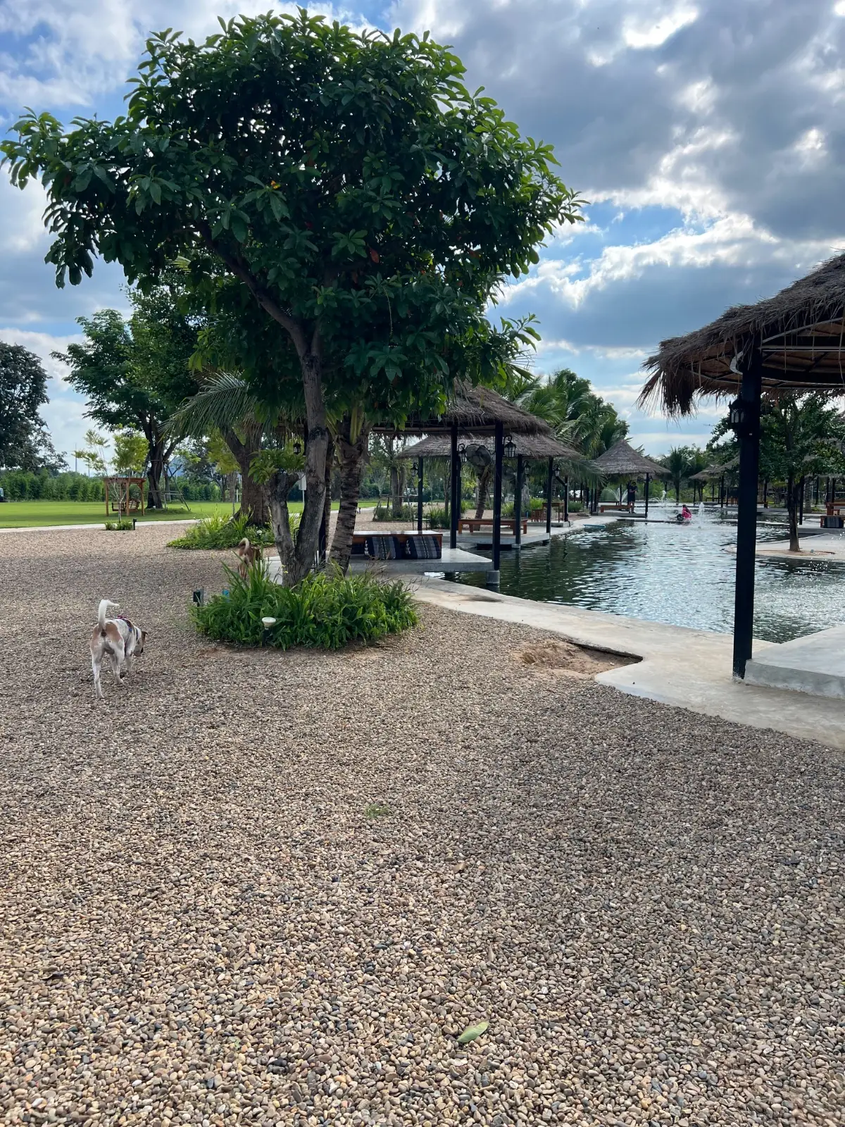 นนน คาเฟ่ pets image 2