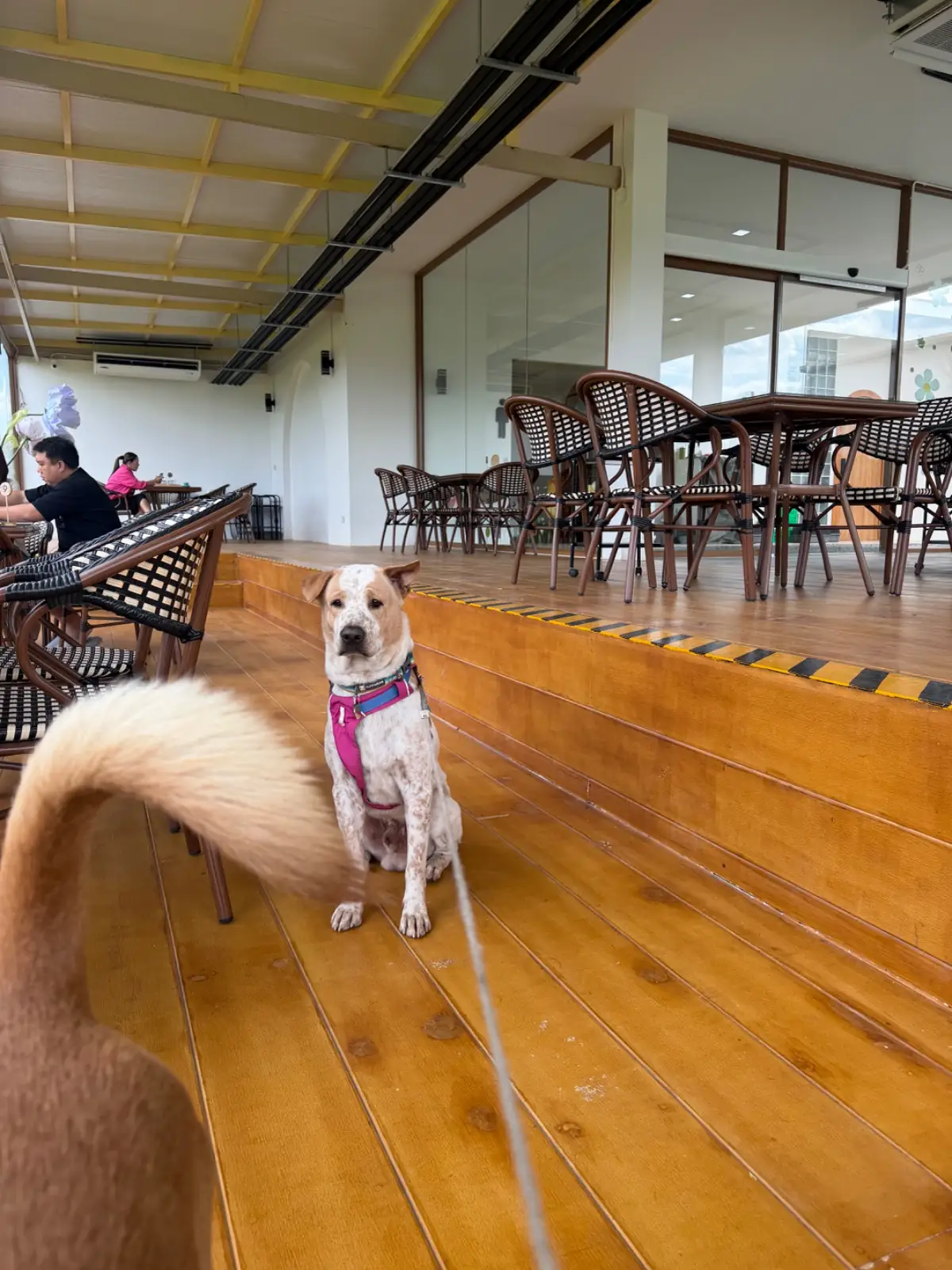 นนน คาเฟ่ pets image 1