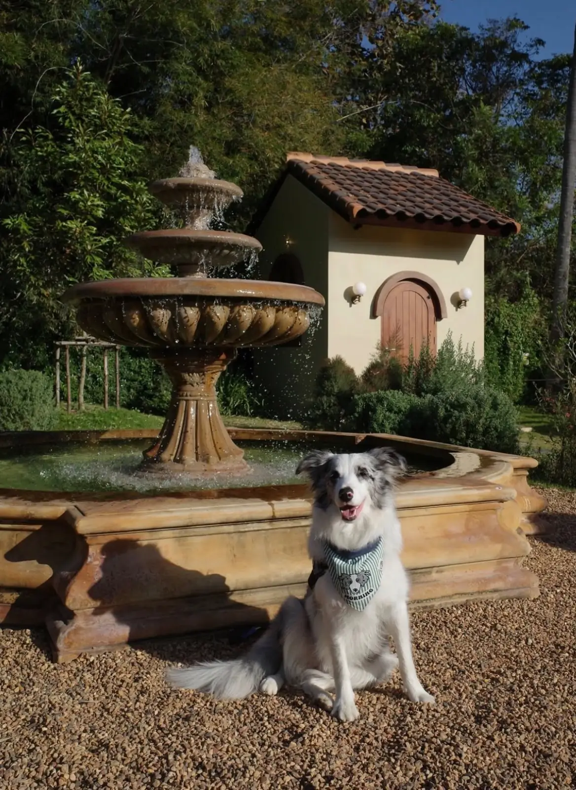 Mallorka khaoyai pets image 1