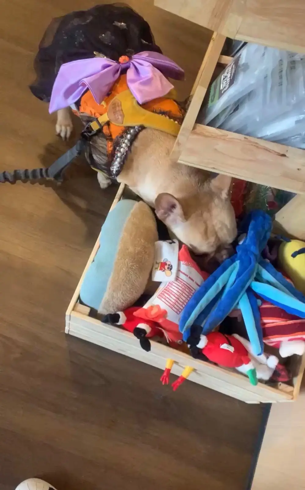 Hoya & friends pets image 3