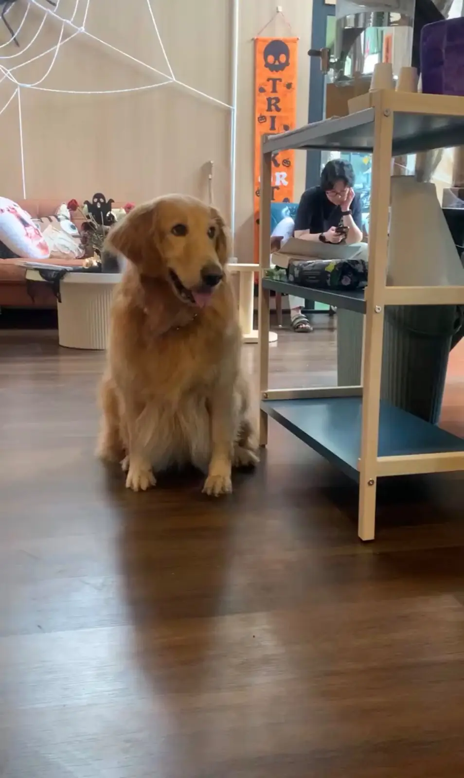 Hoya & friends pets image 1