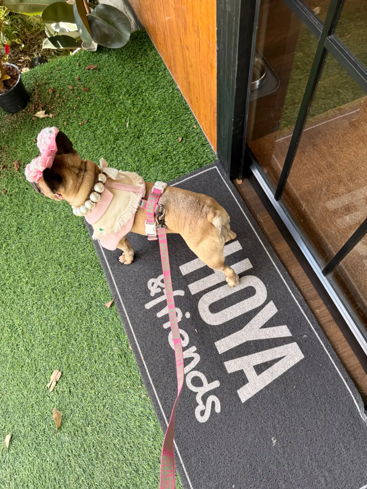 Hoya & friends pets image 6