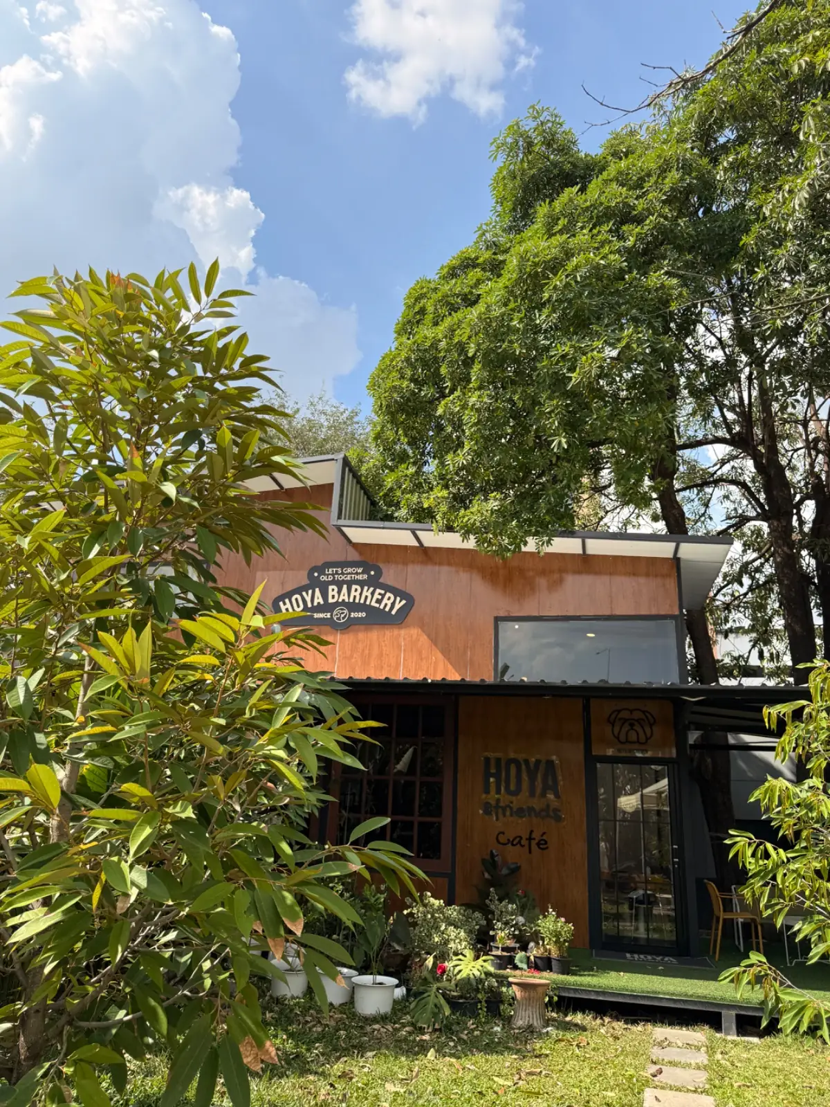 Hoya & friends other image 4