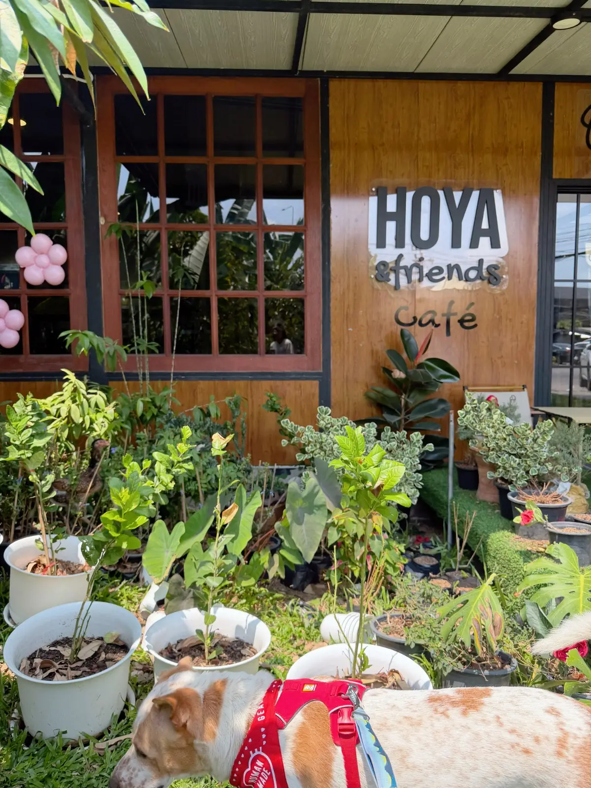 Hoya & friends Café overall image 4