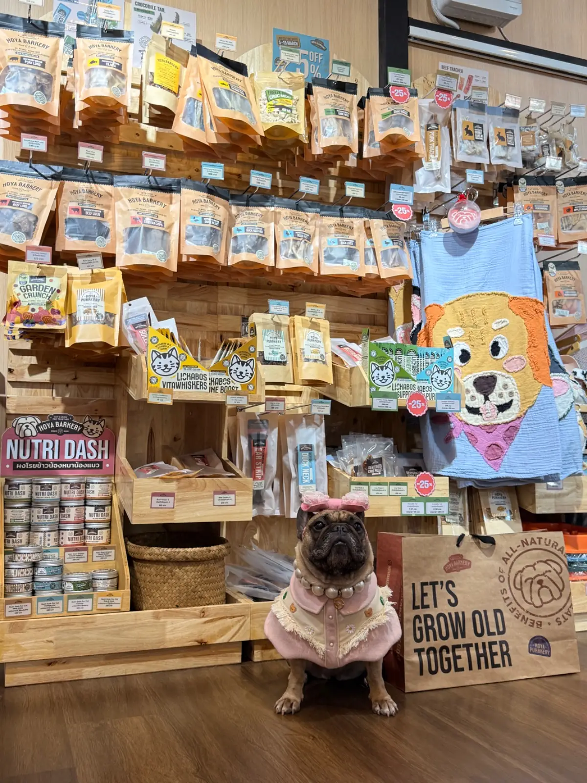 Hoya & friends pets image 4