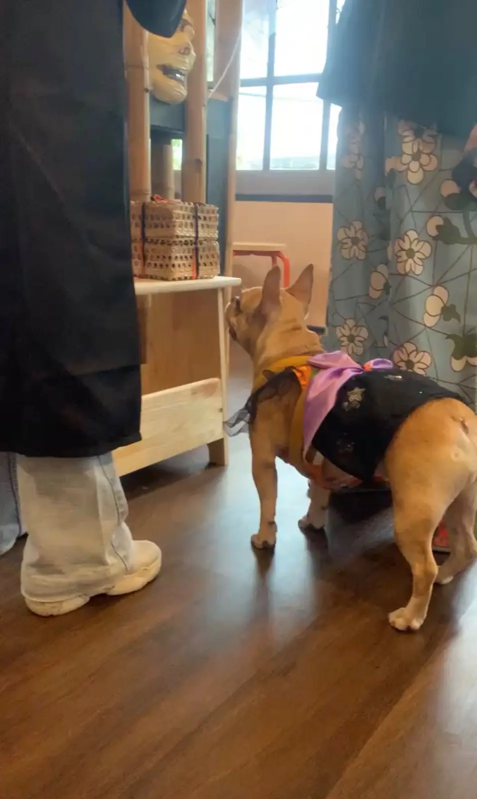 Hoya & friends pets image 2