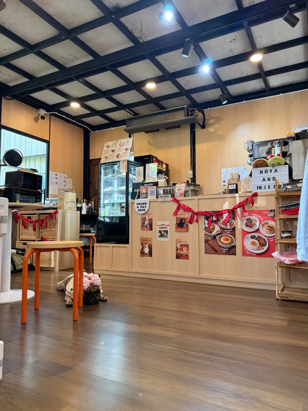 Hoya & friends other image 3