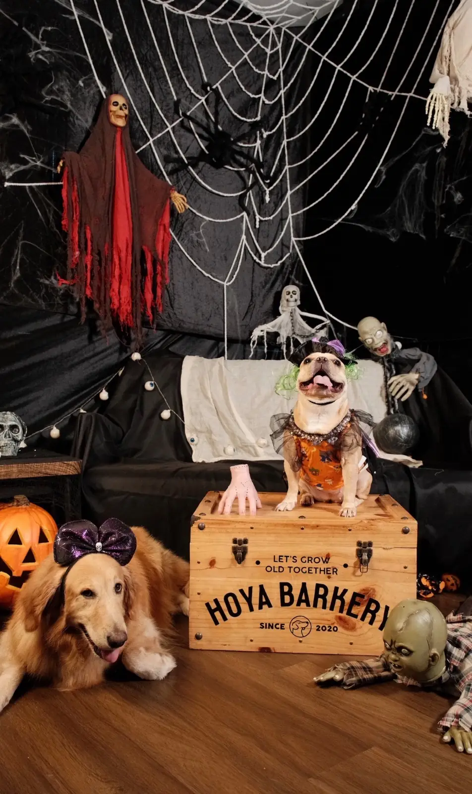 Hoya & friends ambiance image 2