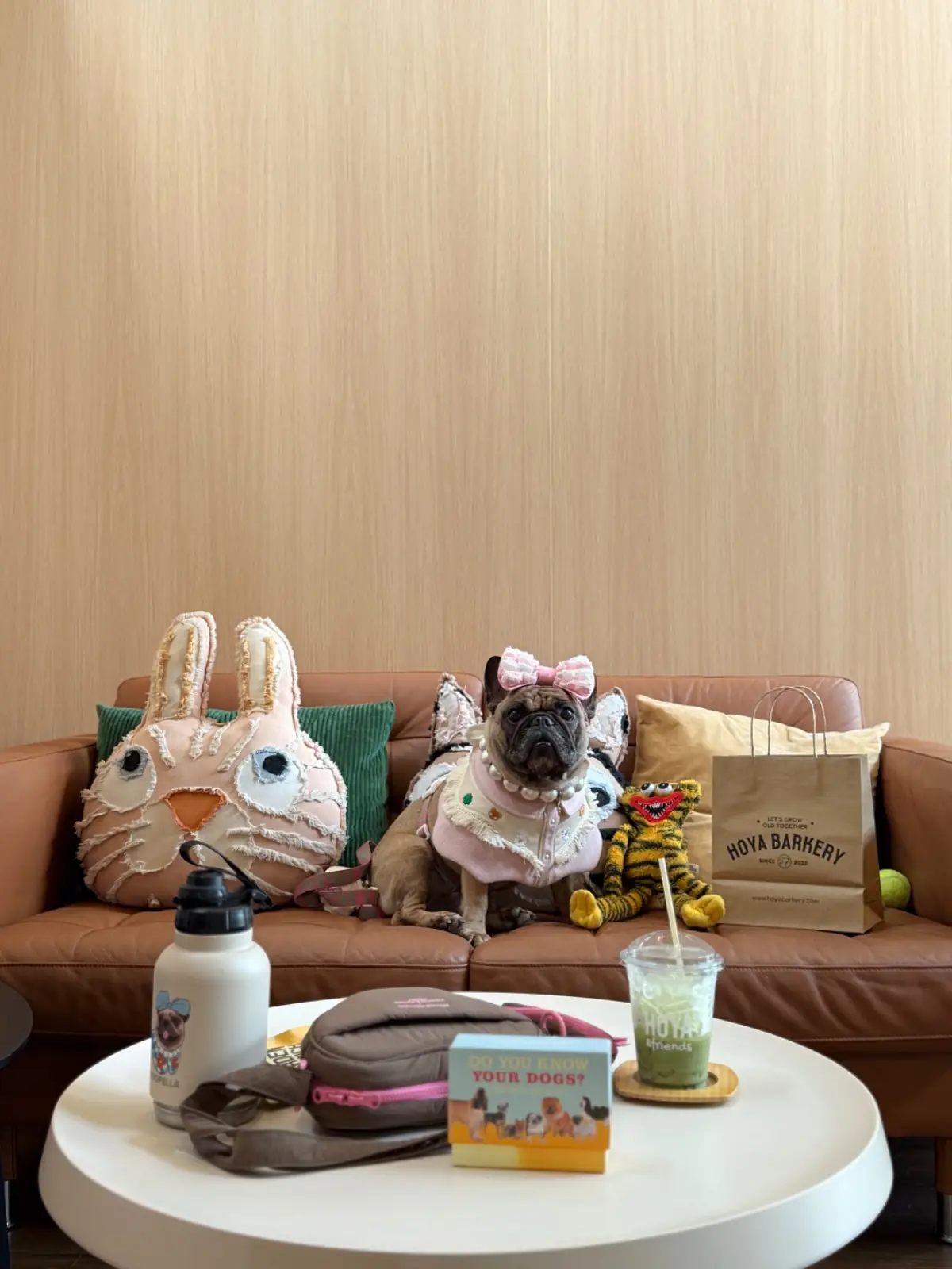 Hoya & friends pets image 5