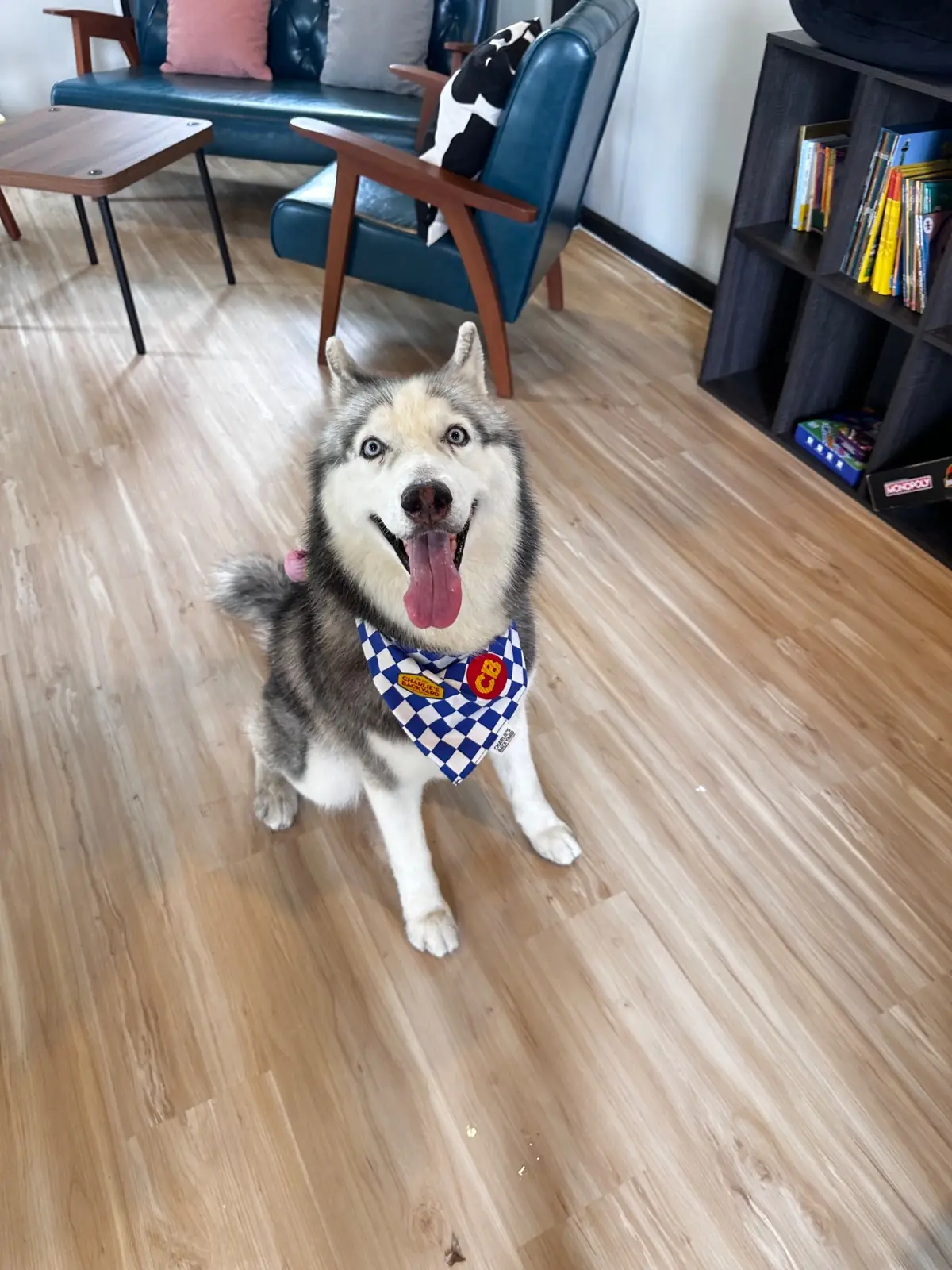 Hoya & friends Café pets image 1
