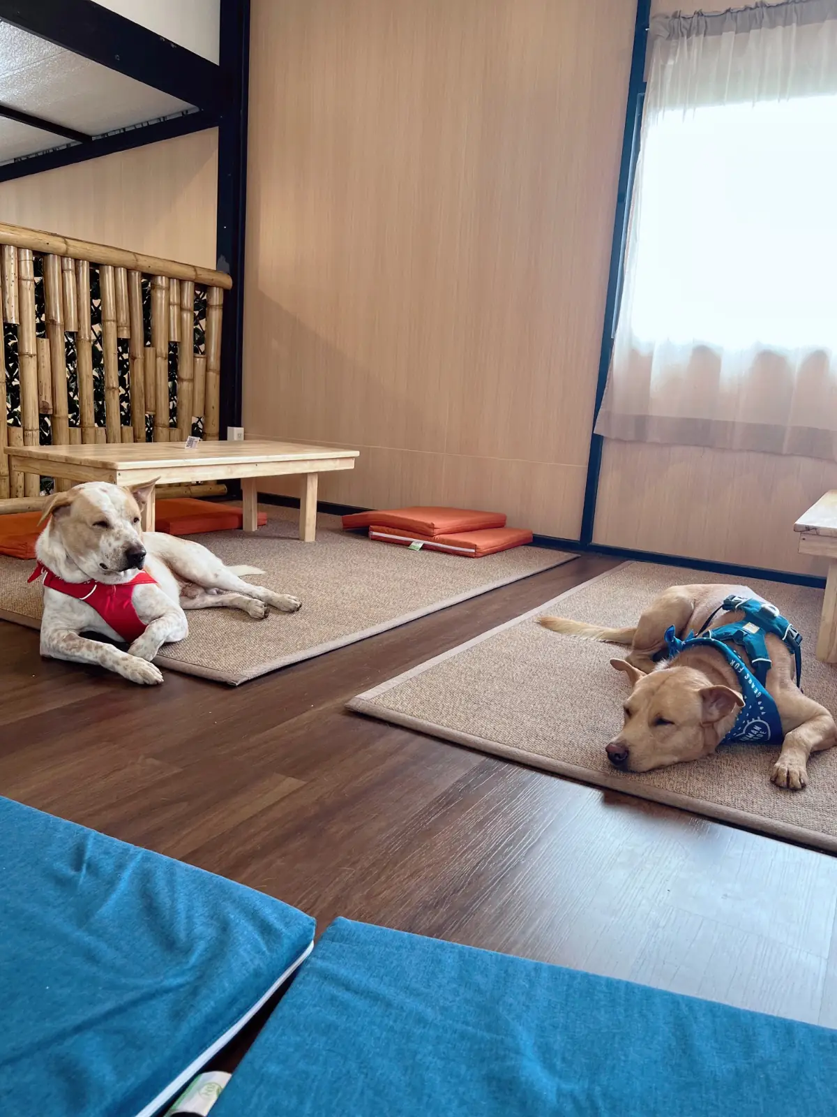 Hoya & friends Café pets image 3