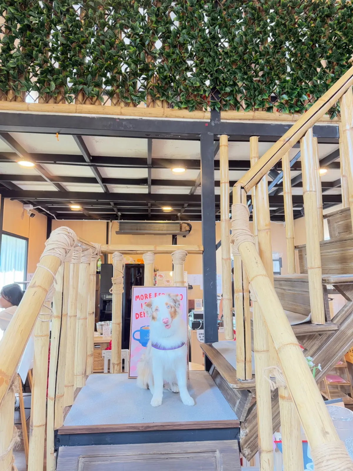 Hoya & friends pets image 7