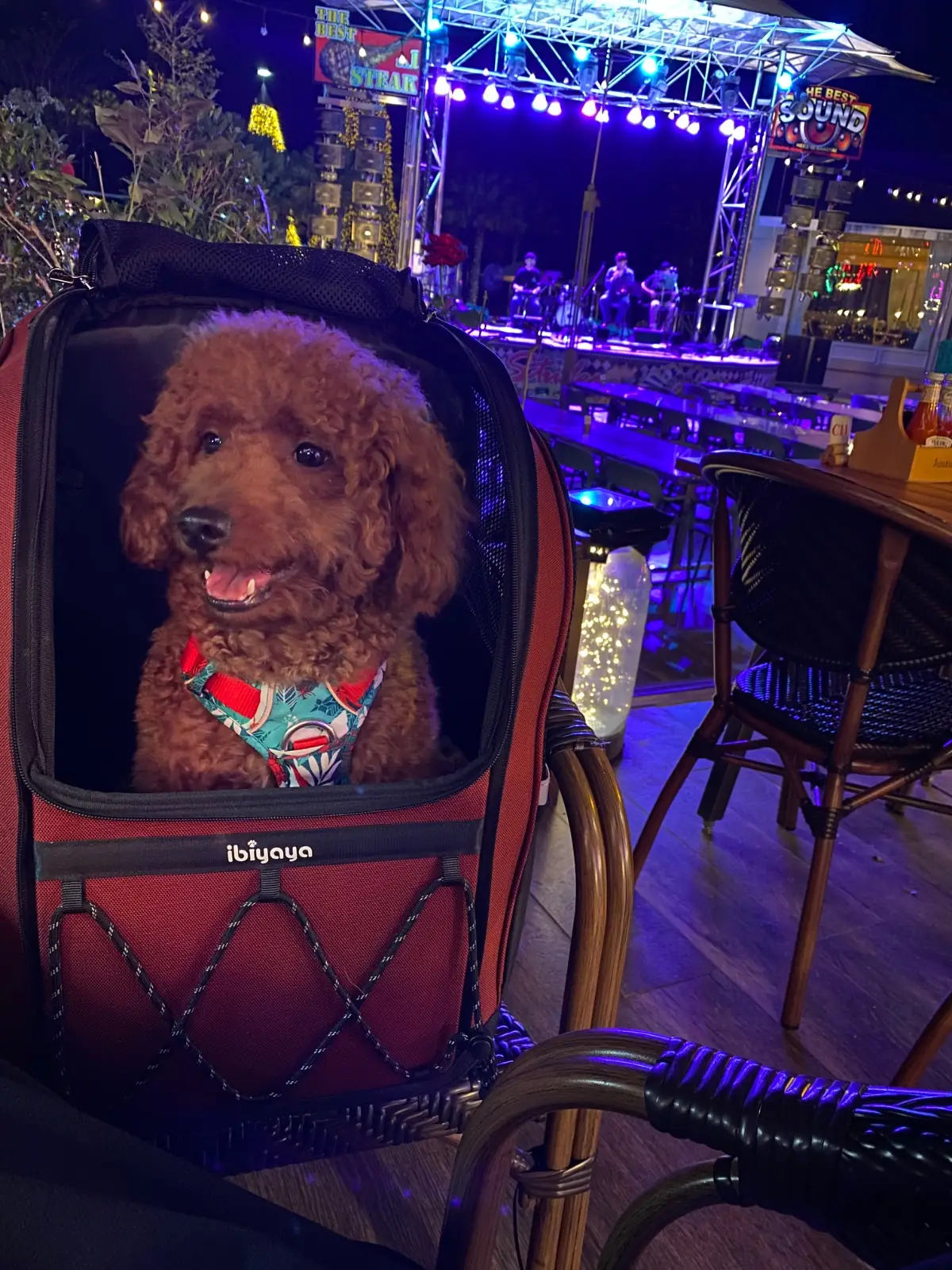 Studer Restaurant pets image 1