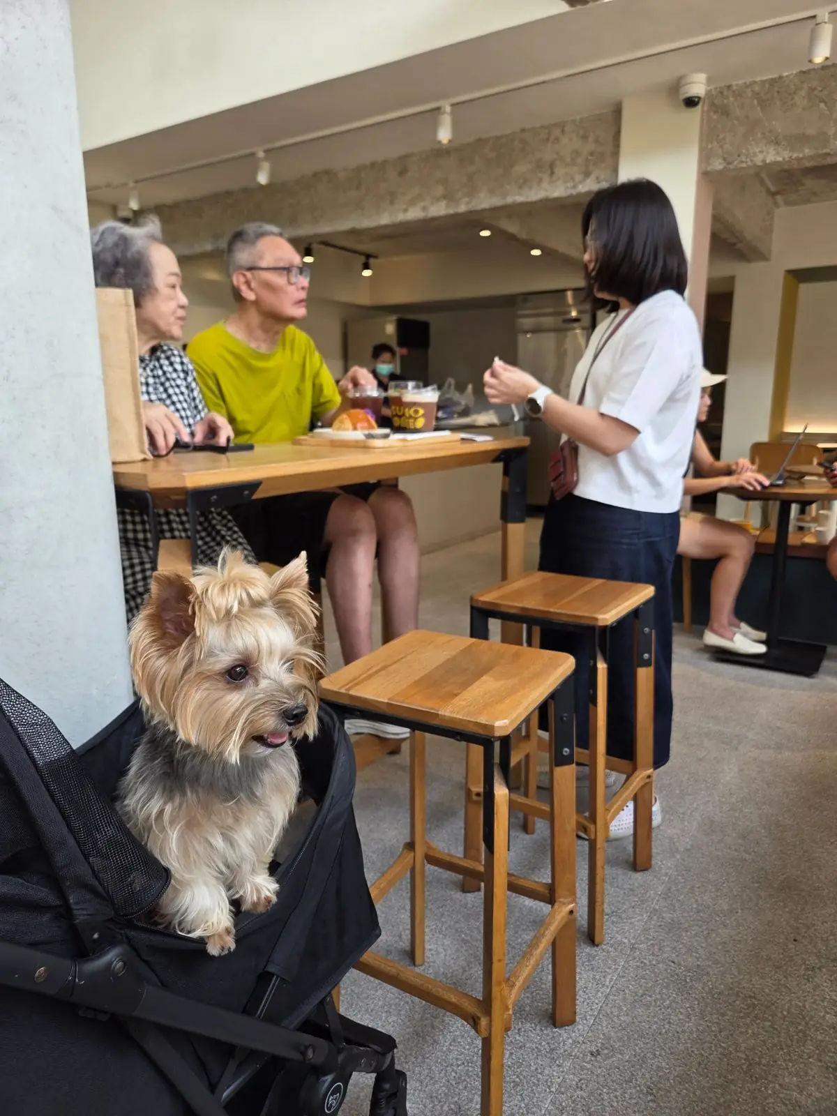 The Summer Coffee - Old Town pets image 1