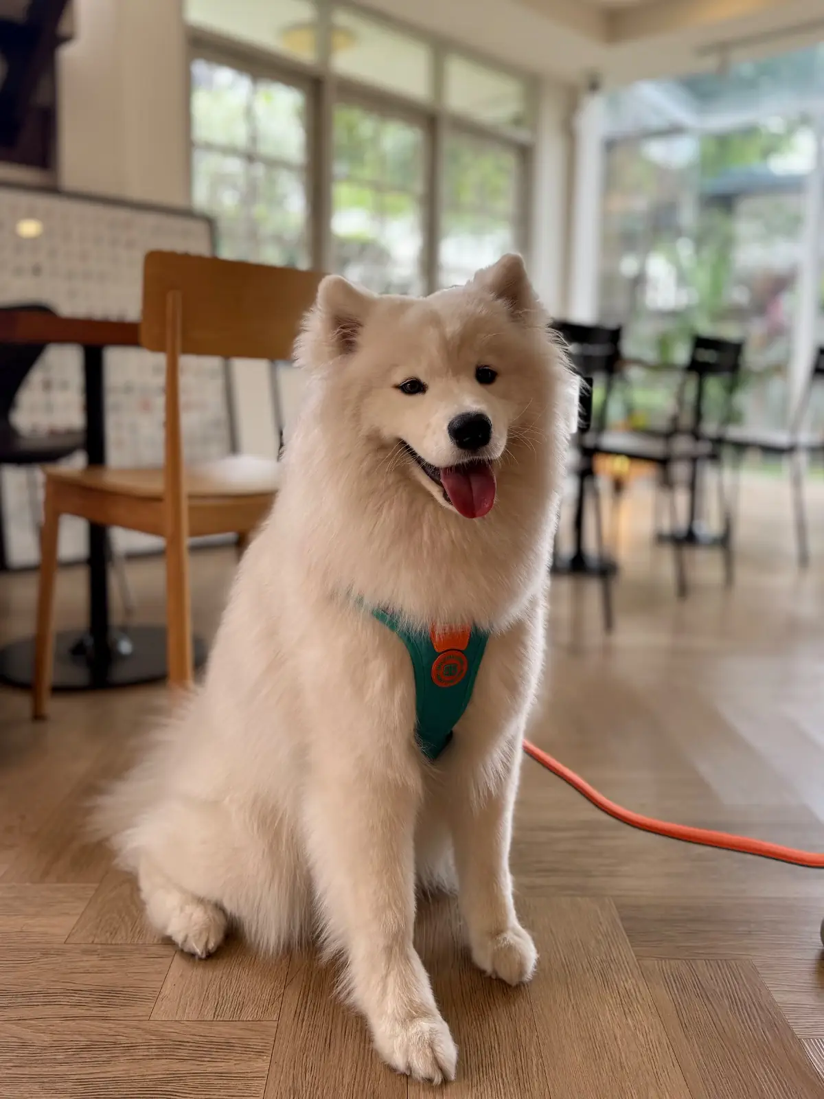 Roastmary's Coffee House pets image 3
