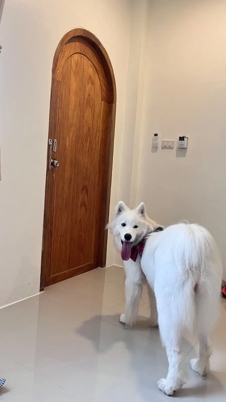 23rd April Resort pets image 3