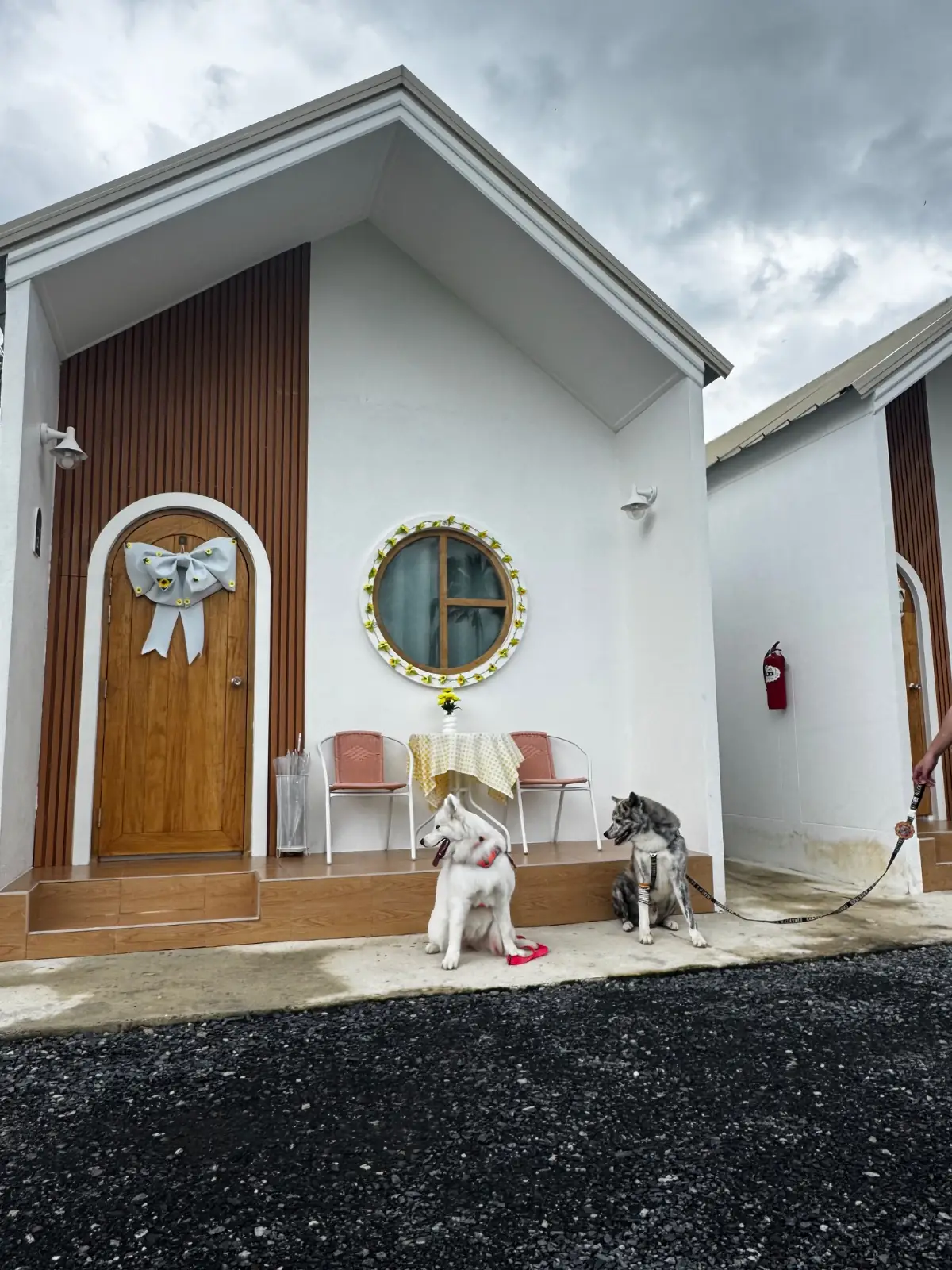 23rd April Resort pets image 2