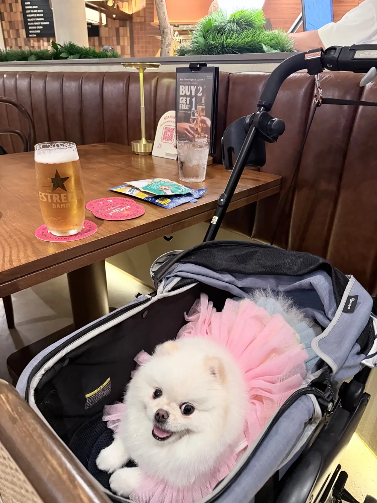 COUCOU - The Flavorhood pets image 4