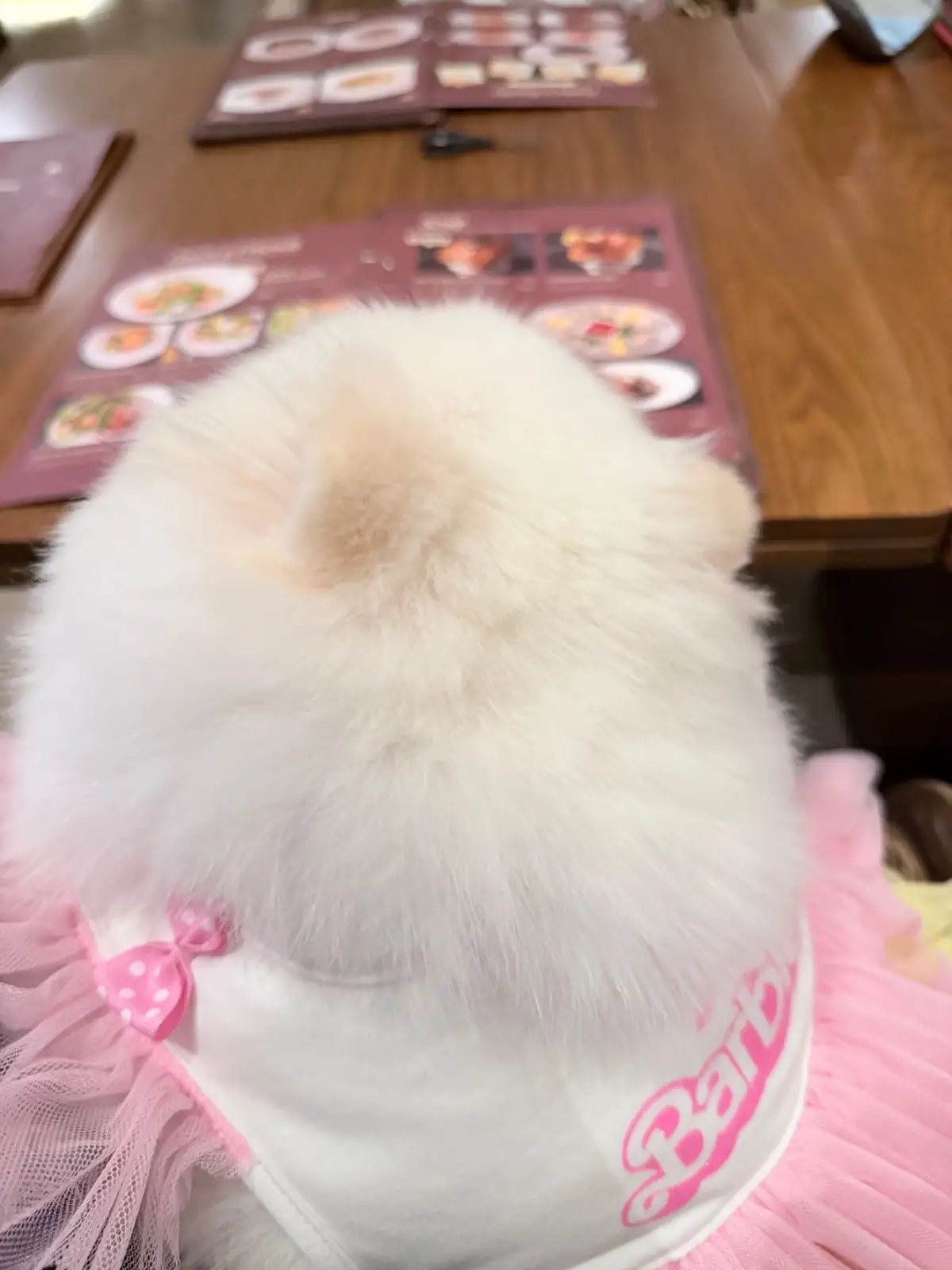 COUCOU - The Flavorhood pets image 3