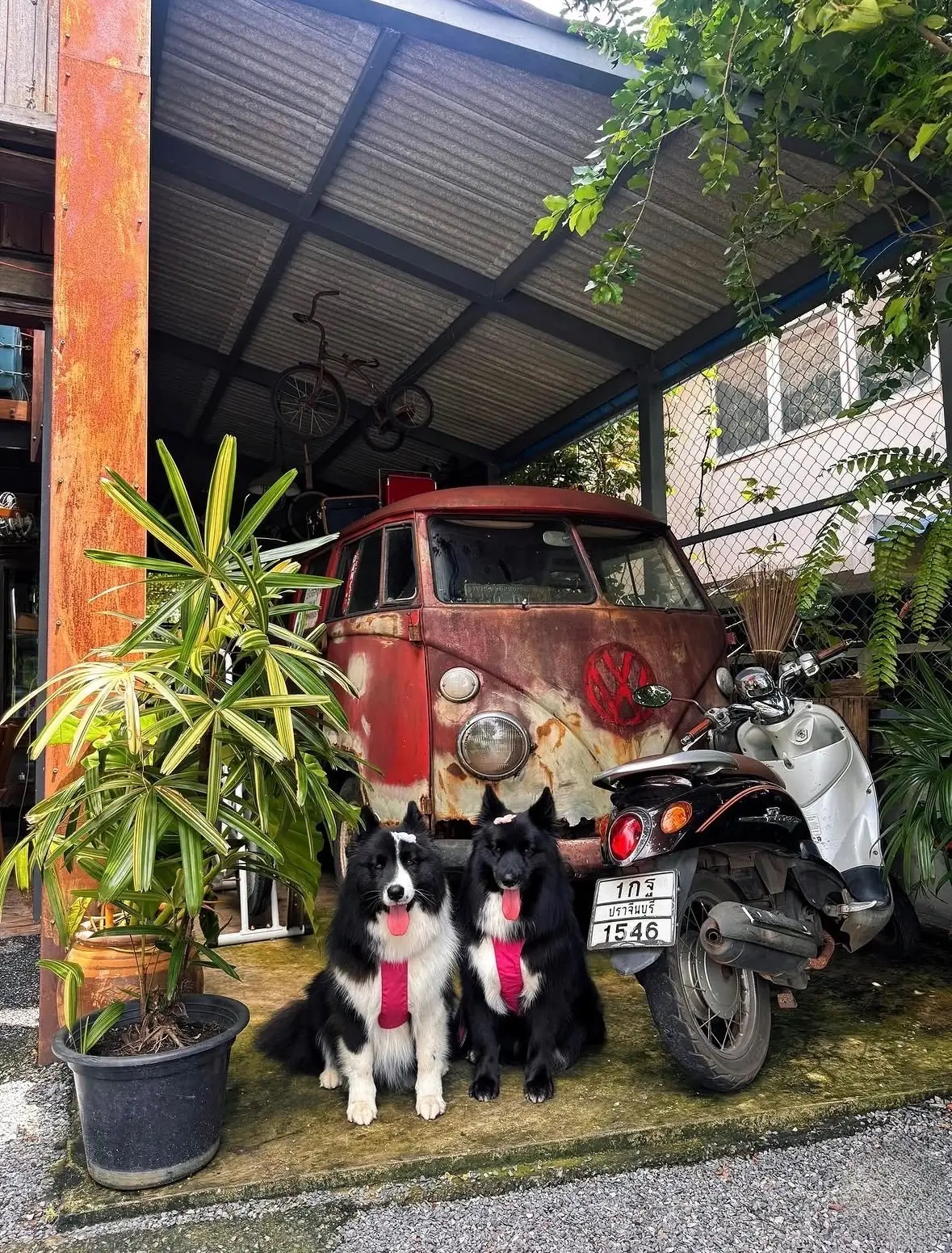 byใบhouse&cafe pets image 2