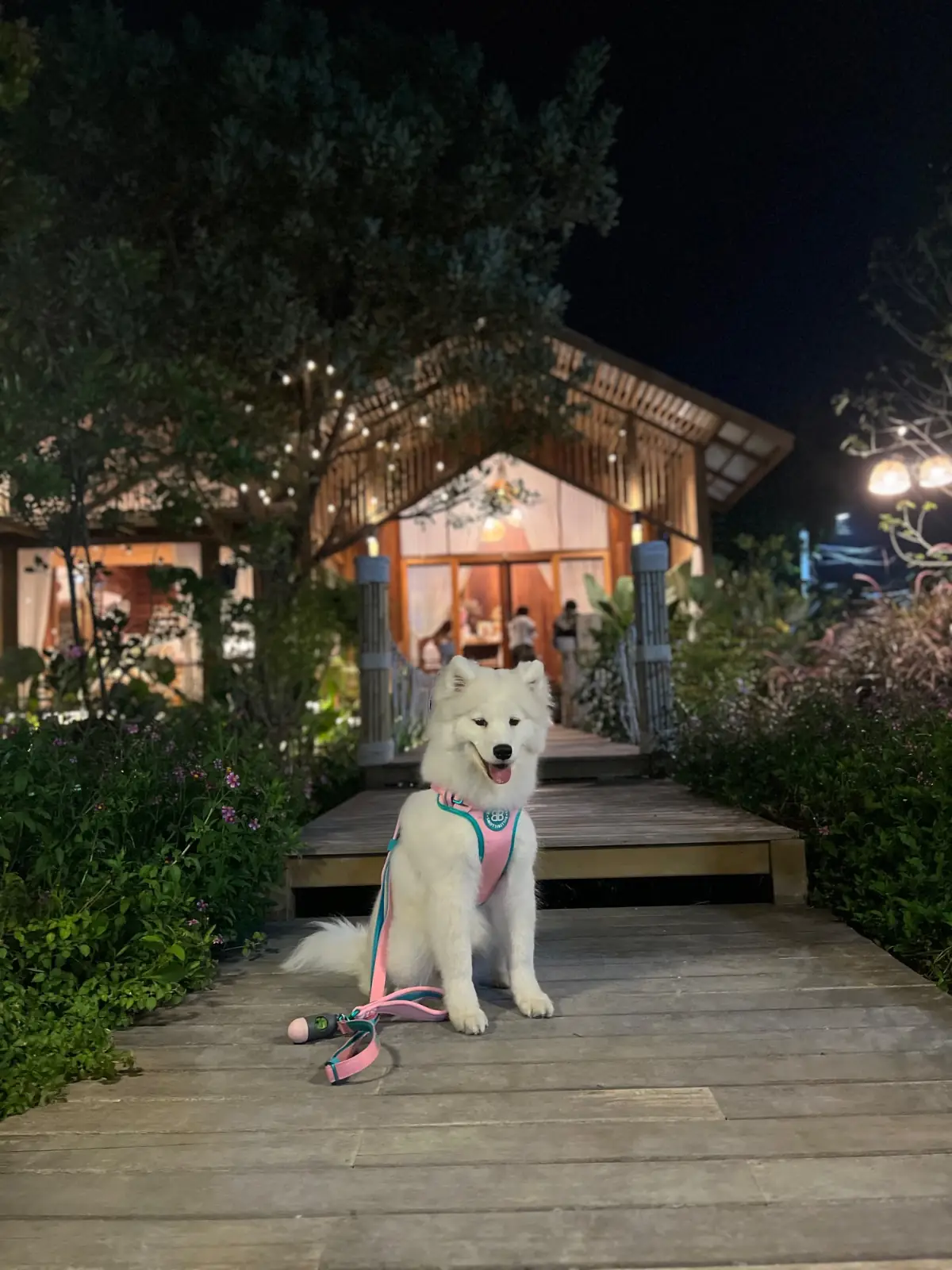 โอละเข่ง : Olakeng pets image 3