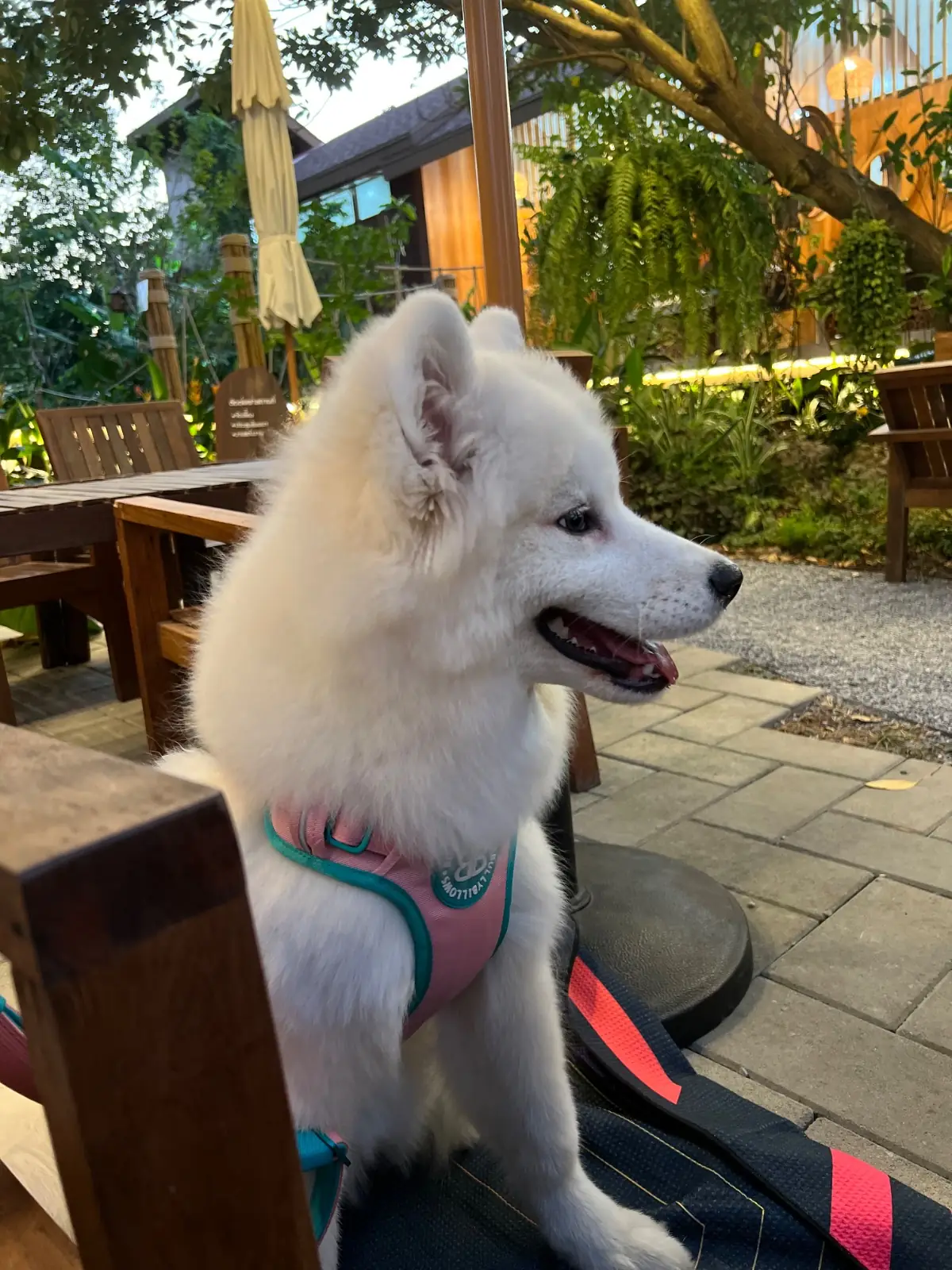 โอละเข่ง : Olakeng pets image 2