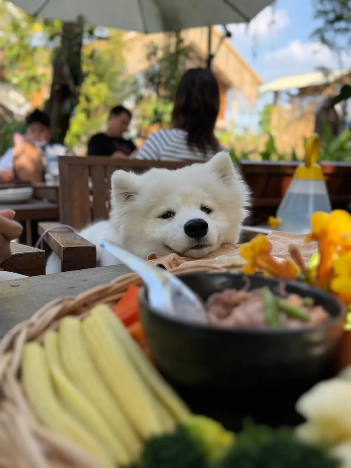 โอละเข่ง : Olakeng pets image 4