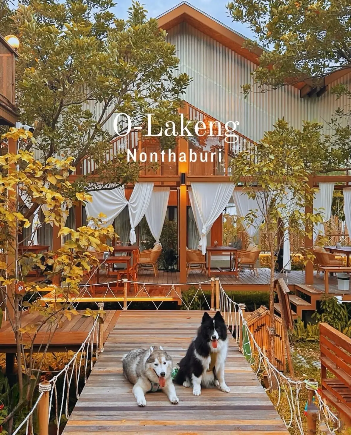 Olakeng pets image 3