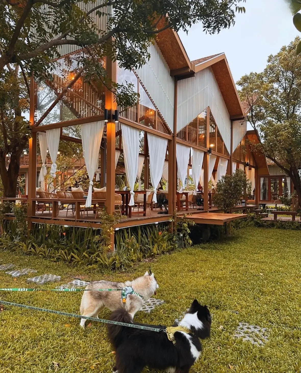 Olakeng pets image 7