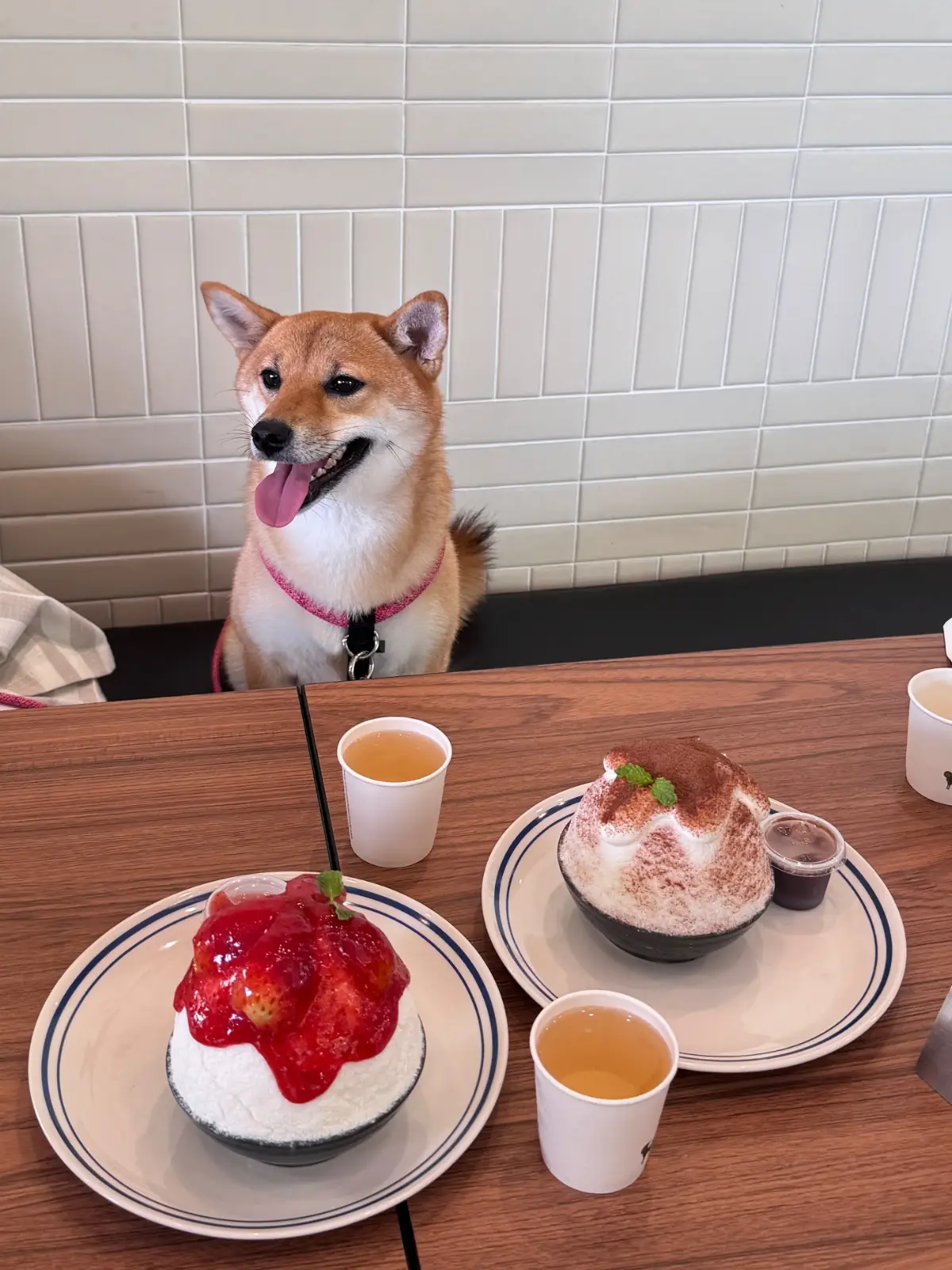 After You Dessert Cafe - Parc Bangna pets image 2