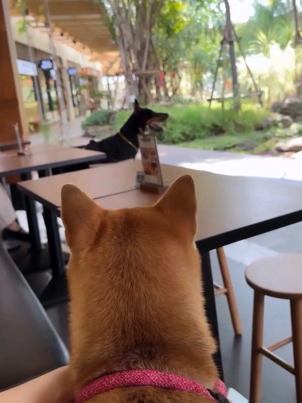 After You Dessert Cafe - Parc Bangna pets image 4