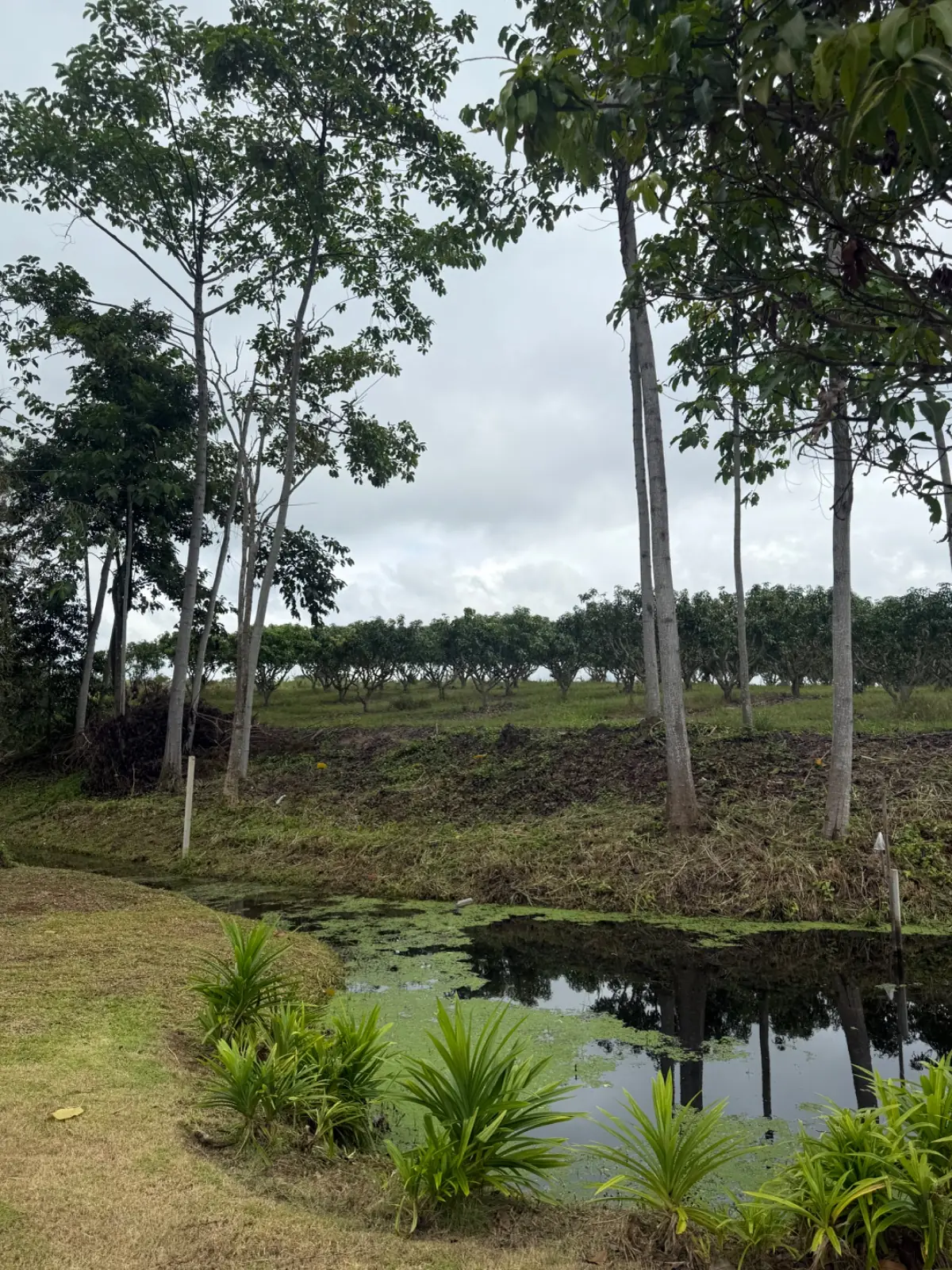 บ้านจันทร์ประดับ เขาใหญ่ amenities image 2